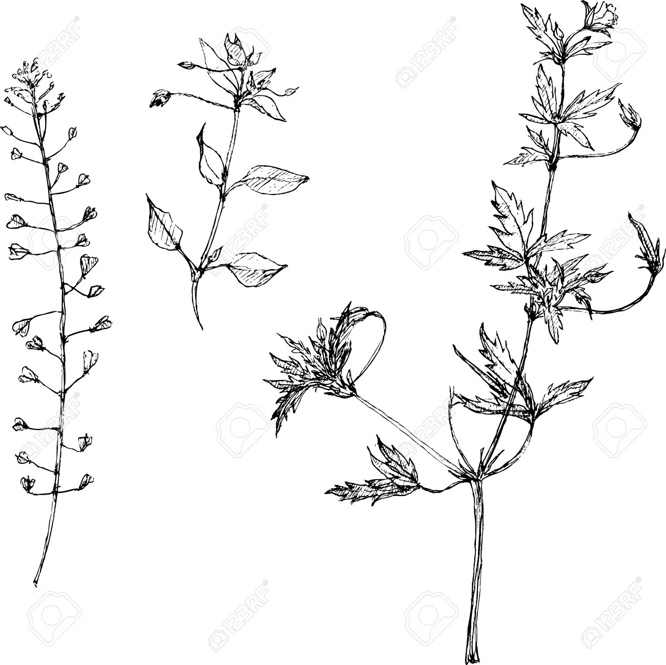 鉛筆描画ハーブと葉のセット 塗られたグラファイト鉛筆野生の植物 ボタニカル イラスト手描きベクトル図 モノクロ黒線画花柄セット ビンテージ スタイルの のイラスト素材 ベクタ Image