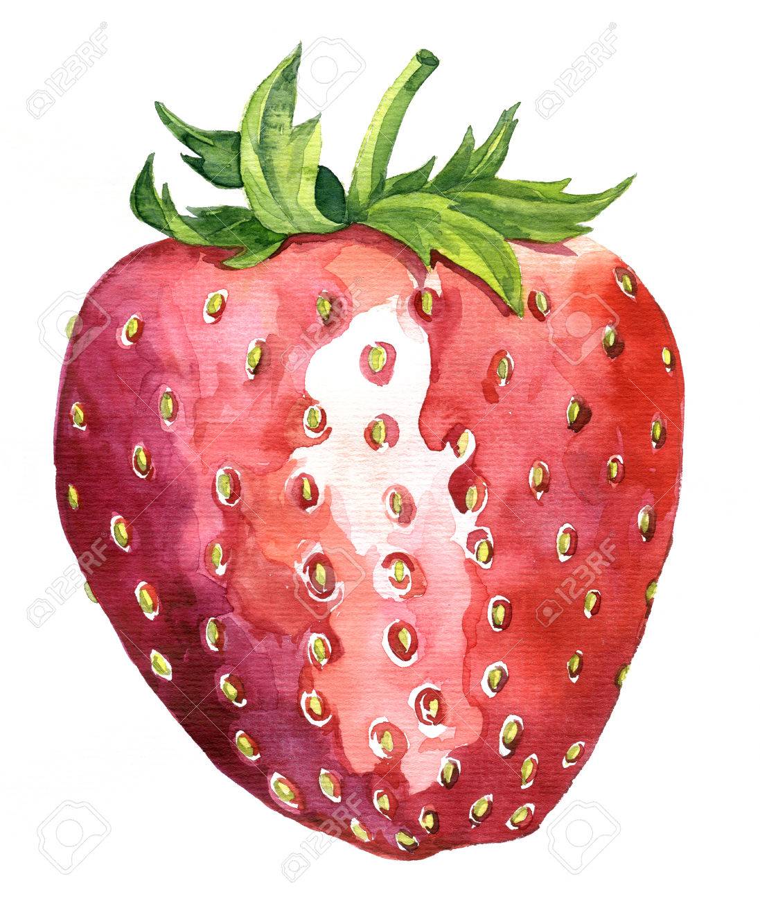イチゴ ベリー芸術の絵画 手描きのベクトル図を描く水彩画 の写真素材 画像素材 Image