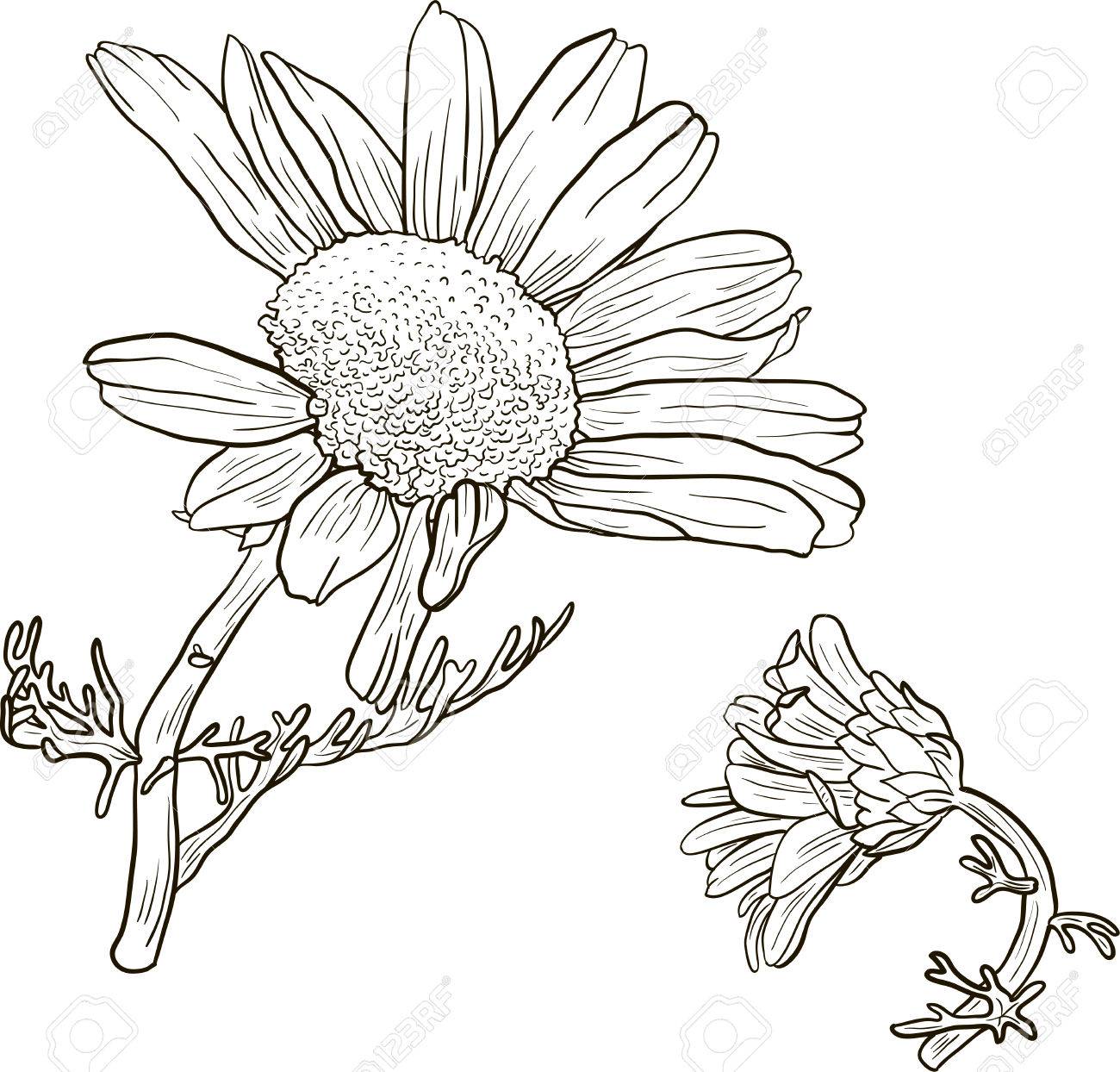 手の描かれたカモミールの花を持つ植物 ベクトル図をスケッチ のイラスト素材 ベクタ Image