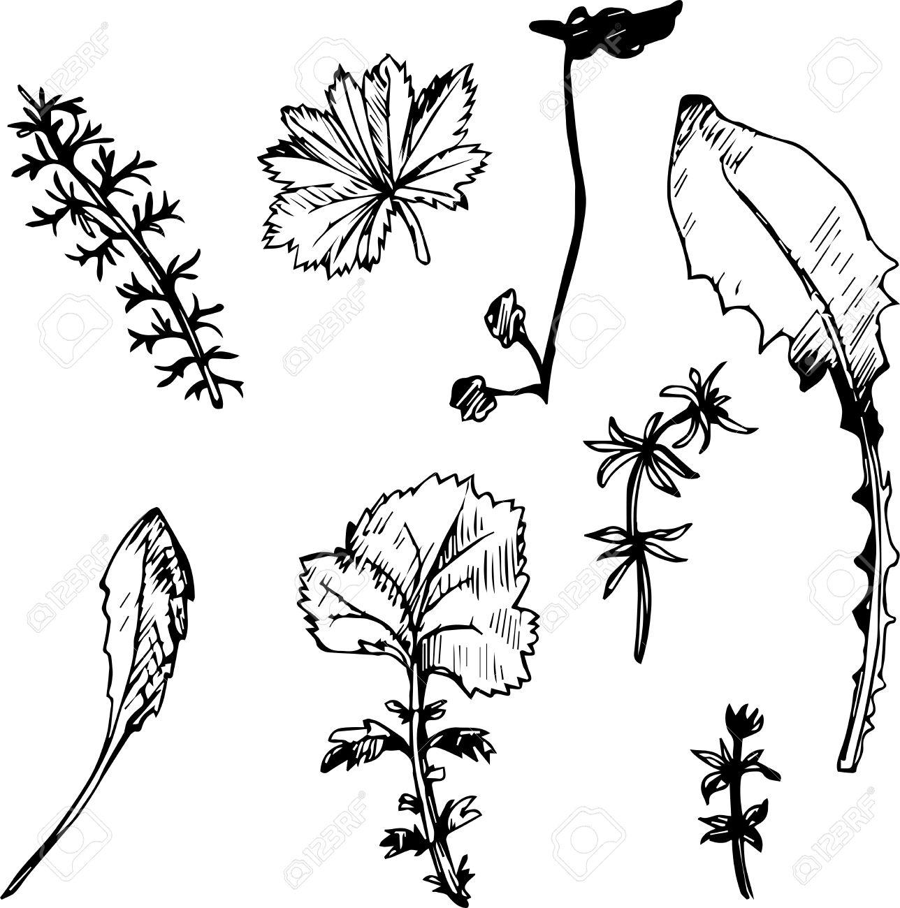 インク描画の野生の花のセット ビンテージ スタイルの分離された描画の花でハーブや葉 線画の野生植物 ボタニカル イラスト設定 手描きの背景イラストの イラスト素材 ベクタ Image