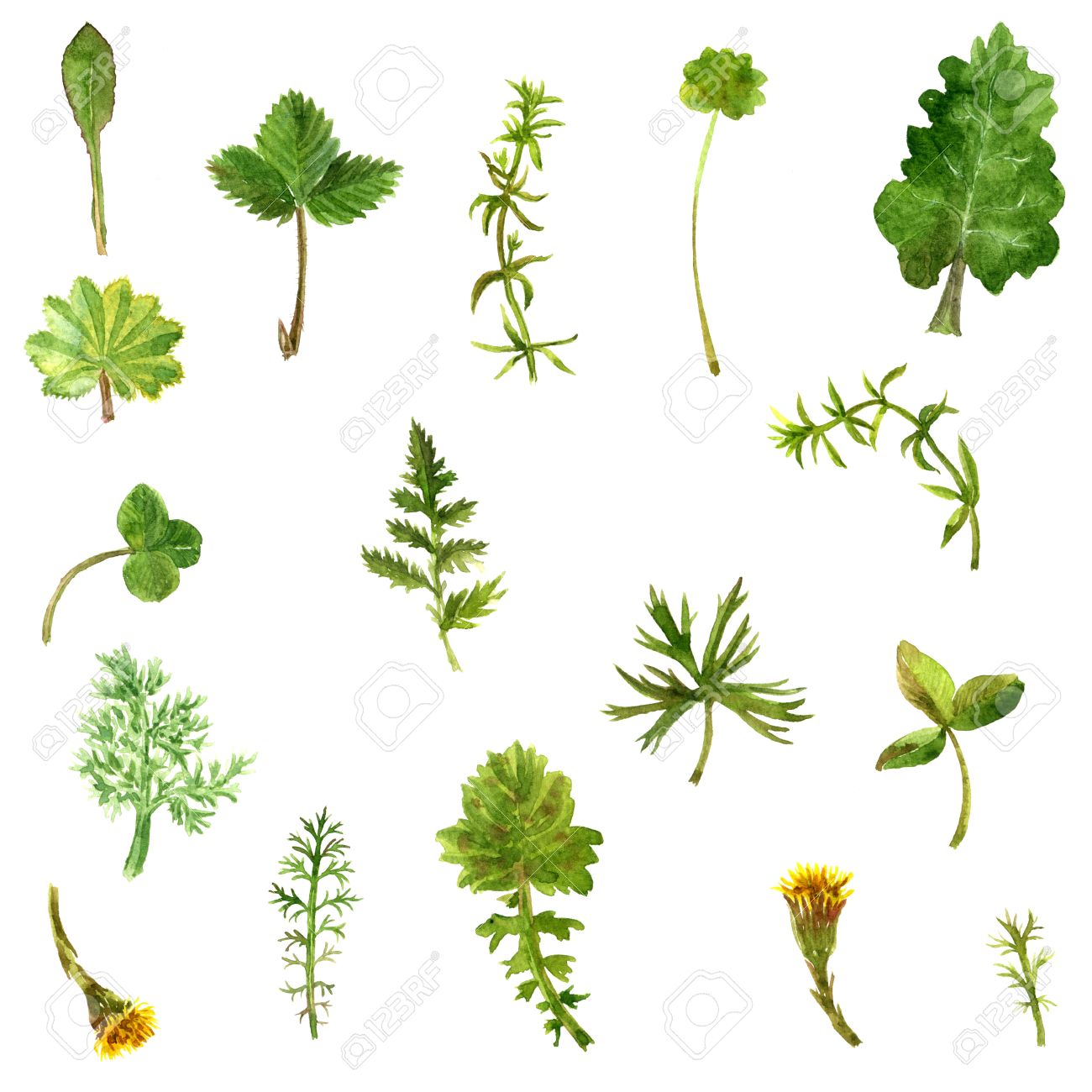 水彩描画野生花のセット ハーブや葉 野草 ビンテージ スタイルの植物のイラストを描かれた色花セット 手描きの図を描画 の写真素材 画像素材 Image