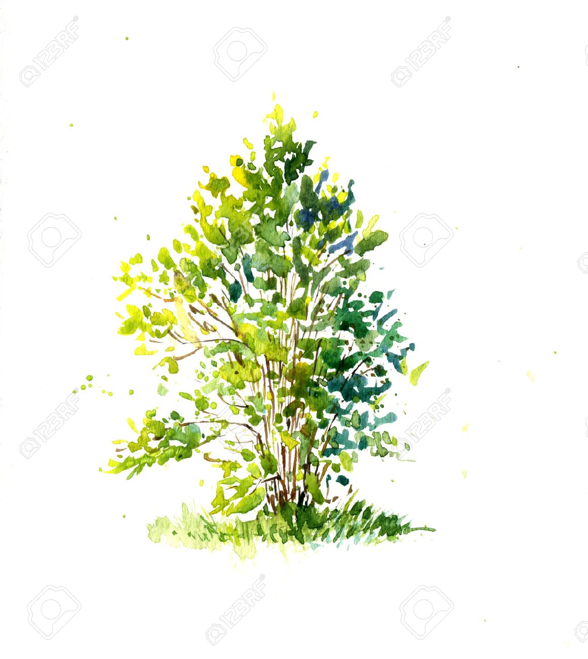 Green Bush, Lit By The Sun Drawing By Watercolor, Aquarelle Sketch ... for Tree Drawing With Watercolor
131fsj Green Bush, Lit By The Sun Drawing By Watercolor, Aquarelle Sketch ... for Tree Drawing With Watercolor
131fsj