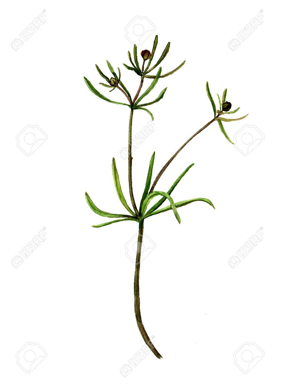 Aquarell Wilde Pflanze Gemalt Wildkrauter Mit Blattern Botanische Illustration Im Vintage Stil Farbe Floral Element Zeichnen Hand Botanische Illustration Gezeichnet Lizenzfreie Fotos Bilder Und Stock Fotografie Image