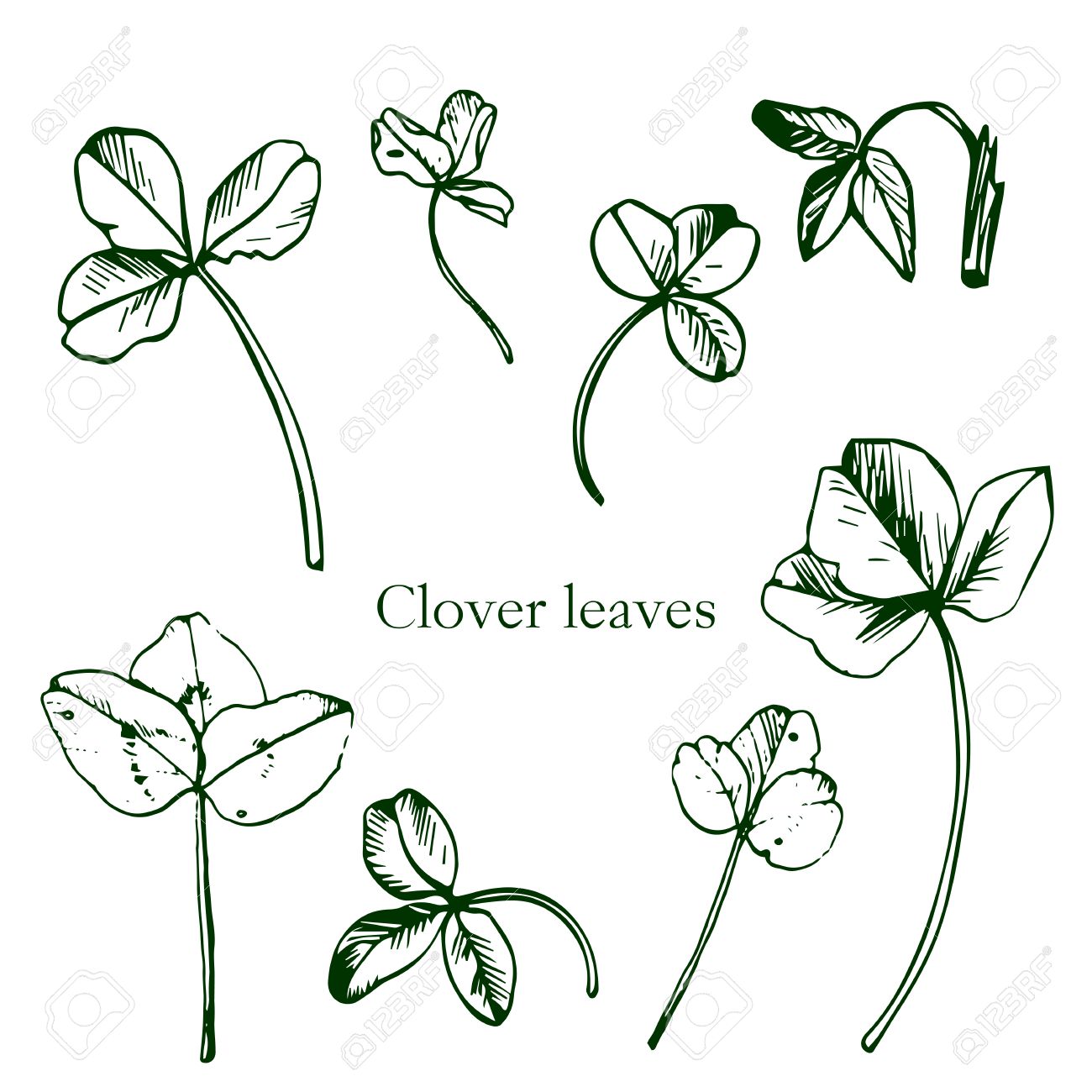 Satz Von Tintenzeichnung Blattern Von Klee Strichzeichnung Wildpflanzen Kleeblatter Botanische Illustration Im Vintage Stil Isoliert Floral Set Zeichnen Hand Gezeichnete Illustration Lizenzfrei Nutzbare Vektorgrafiken Clip Arts Illustrationen