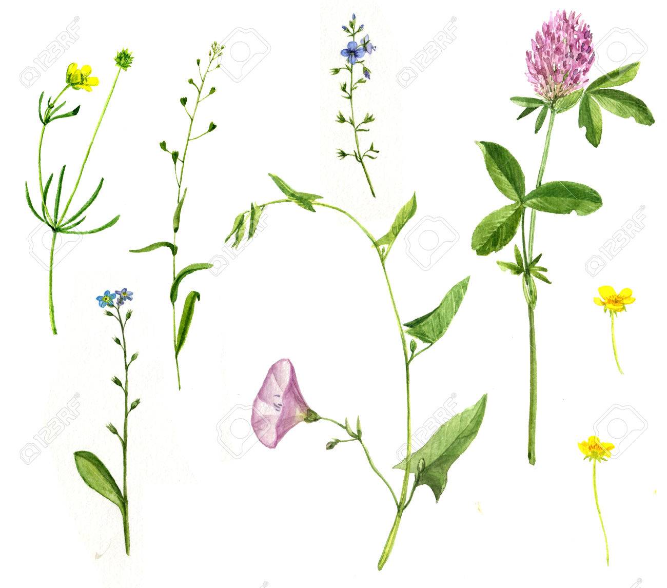 Set Of Watercolor Drawing Wild Flowers Painted Wild Plants Stock Photo Picture And Royalty Free Image Image 59794432,Mickey Mouse Head Line Drawing