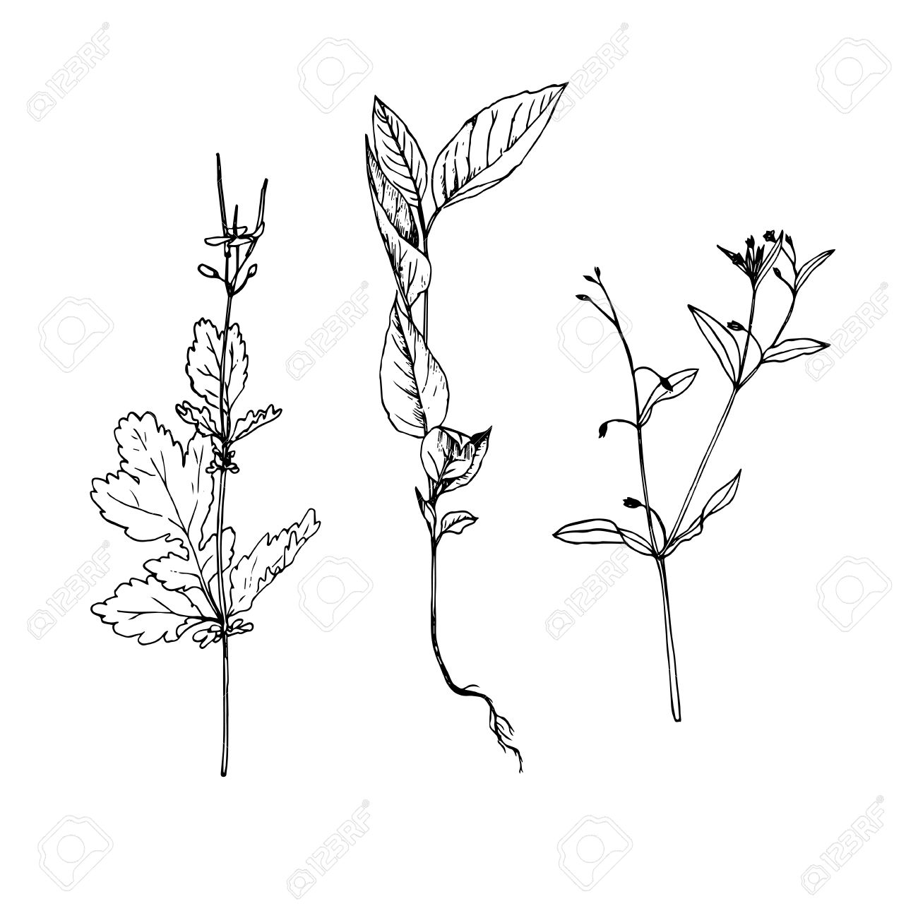 ビンテージ スタイルで 分離された野生の花植物イラスト 線画野生植物の葉を描画のインクのセットが描かれたイラストを手図面花セットのイラスト素材 ベクタ Image ビンテージ スタイルで 分離された野生の花植物イラスト 線画野生植物の葉を描画のインクのセットが描かれたイラストを手図面花セットのイラスト素材 ベクタ Image