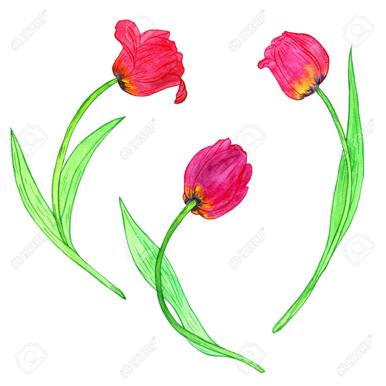 Watercoolor Dessin Rouges Tulipes Isolé Blanc Fond Peinture Fleurs Main Dessiné Illustration