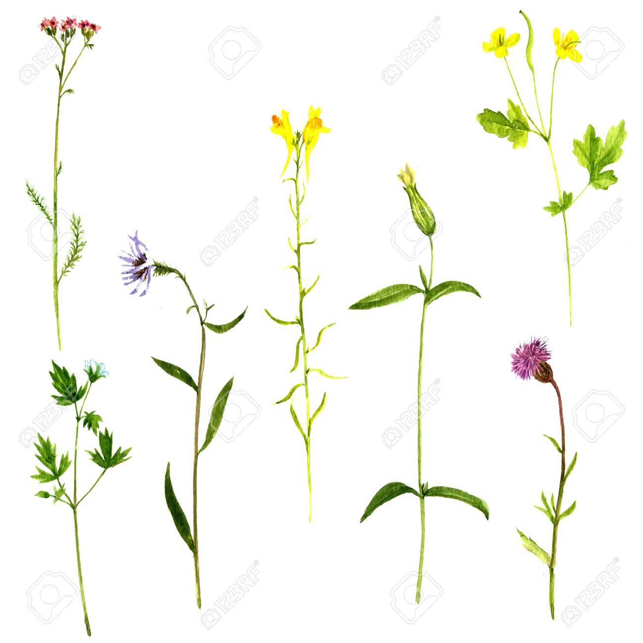 Stock Illustration