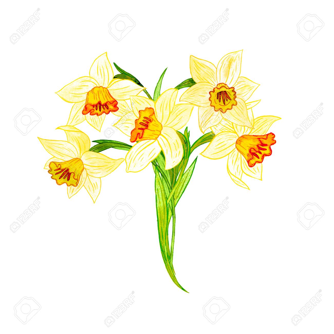 白い背景 絵の花 黄色の水仙 手描きイラストで分離された水仙を描く Watercoolor の写真素材 画像素材 Image 白い背景 絵の花 黄色の水仙 手描きイラストで分離された水仙を描く Watercoolor の写真素材 画像素材 Image