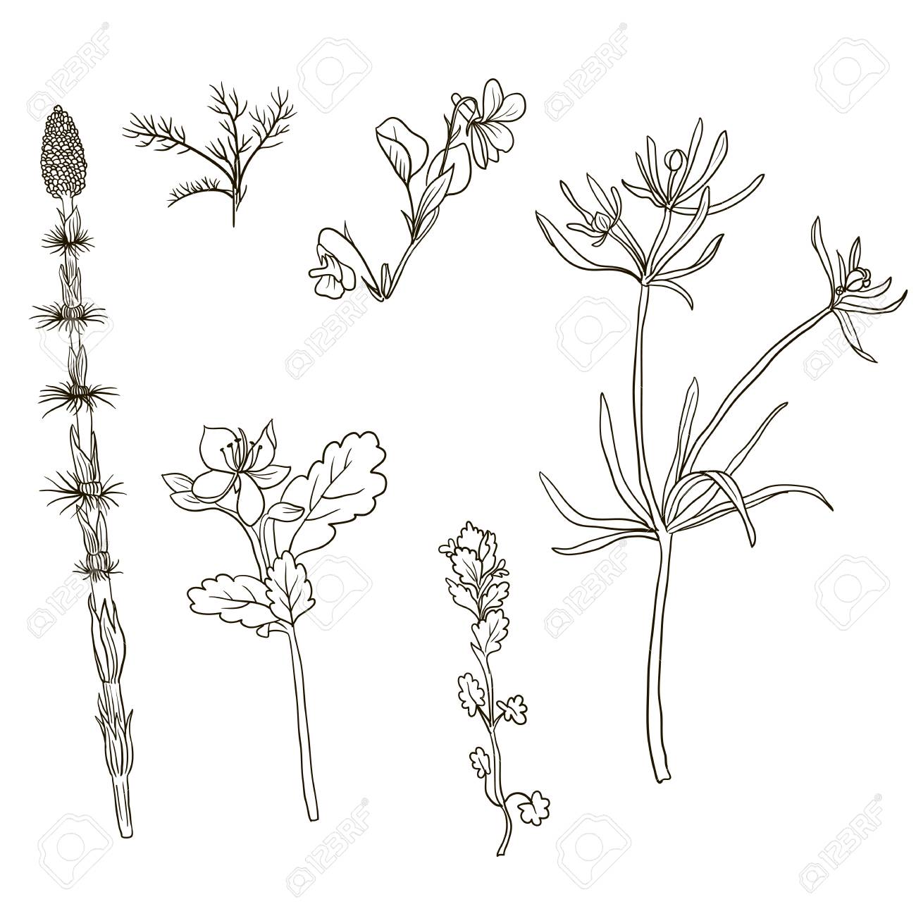 線画の野生の花とハーブ 隔離された植物 白黒の花柄要素のベクター セット手の描かれた自然の風景のイラスト素材 ベクタ Image 線画の野生の花とハーブ 隔離された植物 白黒の花柄要素のベクター セット手の描かれた自然の風景のイラスト素材 ベクタ Image