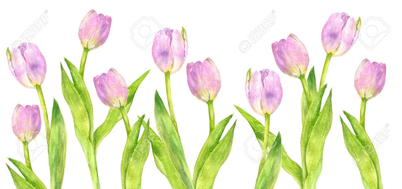 watercolor pink tulips with green leaves drawing at white paper