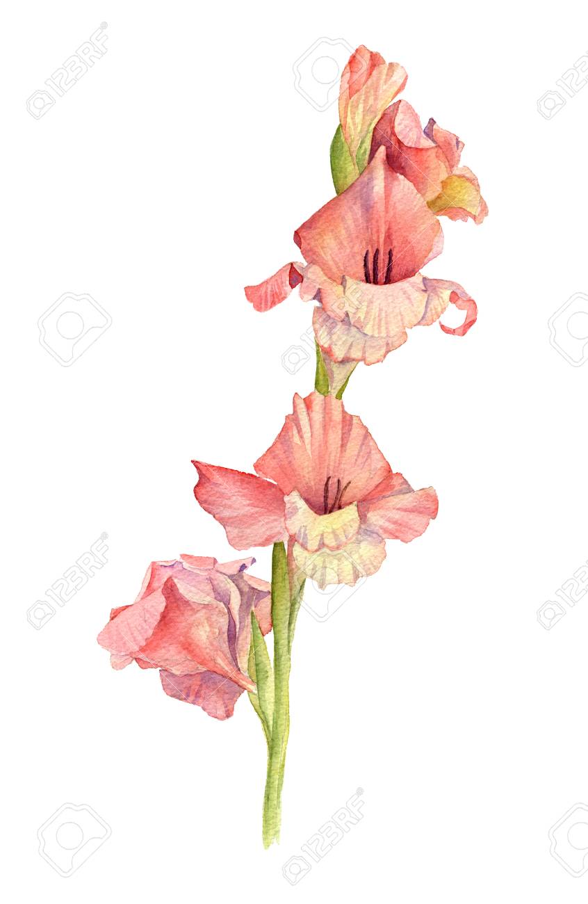 水彩ピンク グラジオラス の写真素材 画像素材 Image