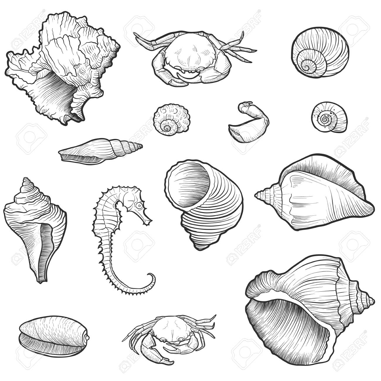 ベクトル貝殻 カニ 蟹はさみ 海の馬は 手描きイラストのイラスト素材 ベクタ Image ベクトル貝殻 カニ 蟹はさみ 海の馬は 手描きイラストのイラスト素材 ベクタ Image