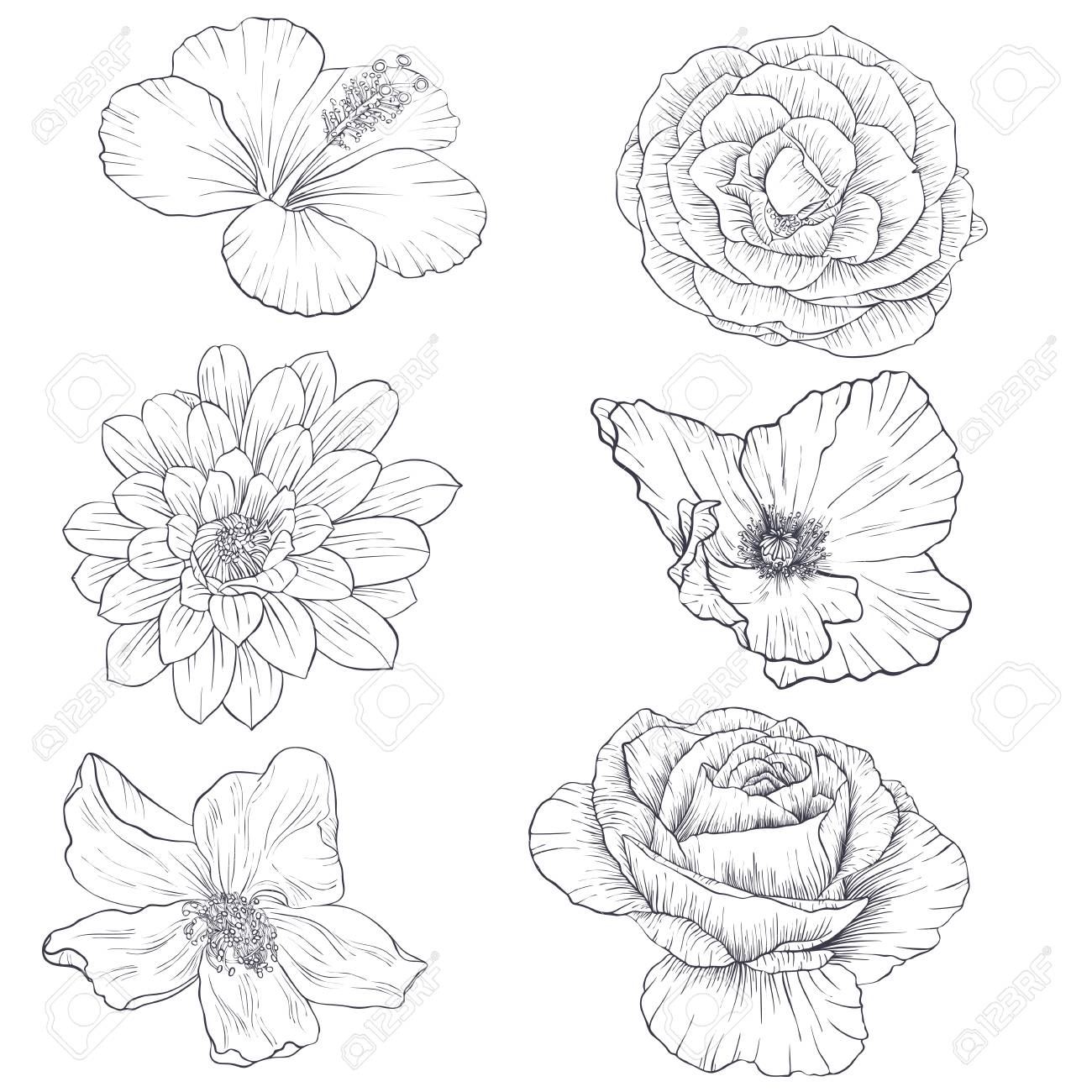 Ensemble De Fleurs De Dessin Vectoriel Coquelicot Hibiscus Et Roses éléments Floraux Isolés Illustration Botanique Dessinés à La Main