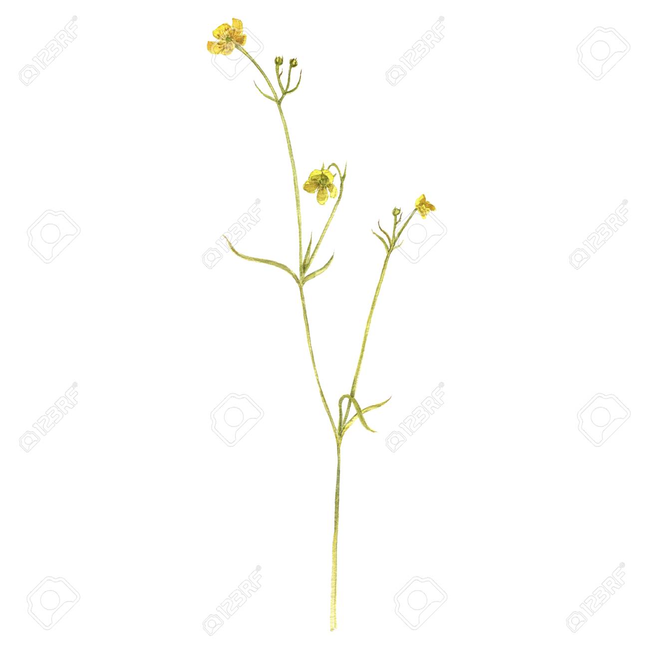 Watercolor Drawing Flower Of Meadow Buttercup Stock Photo Picture And Royalty Free Image Image