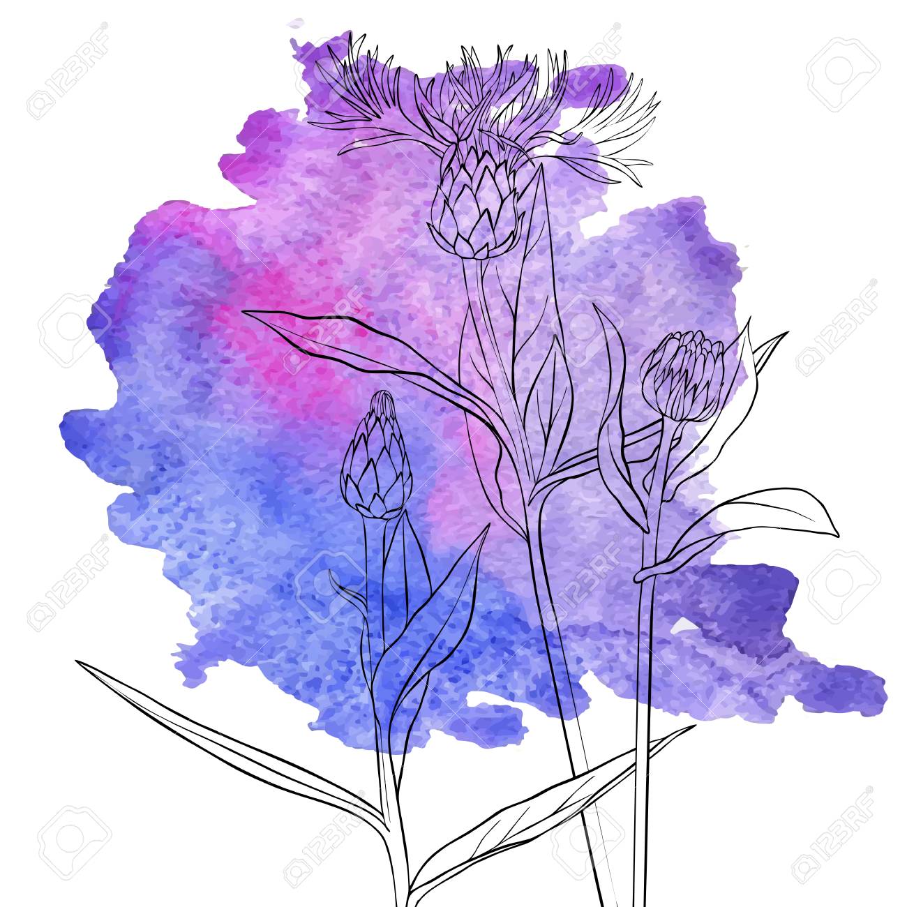 Vector Drawing Cornflowers At Lilac Watercolor Floral Background Royalty Free Cliparts Vectors And Stock Illustration Image 124674905,One Line Dragon Tattoo