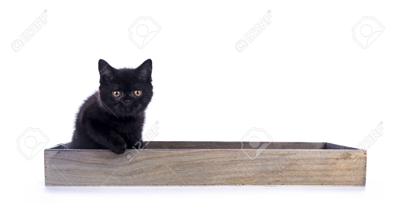 黒のブリティッシュショートヘアの猫 子猫のカメラ目線木製トレイに座っています の写真素材 画像素材 Image