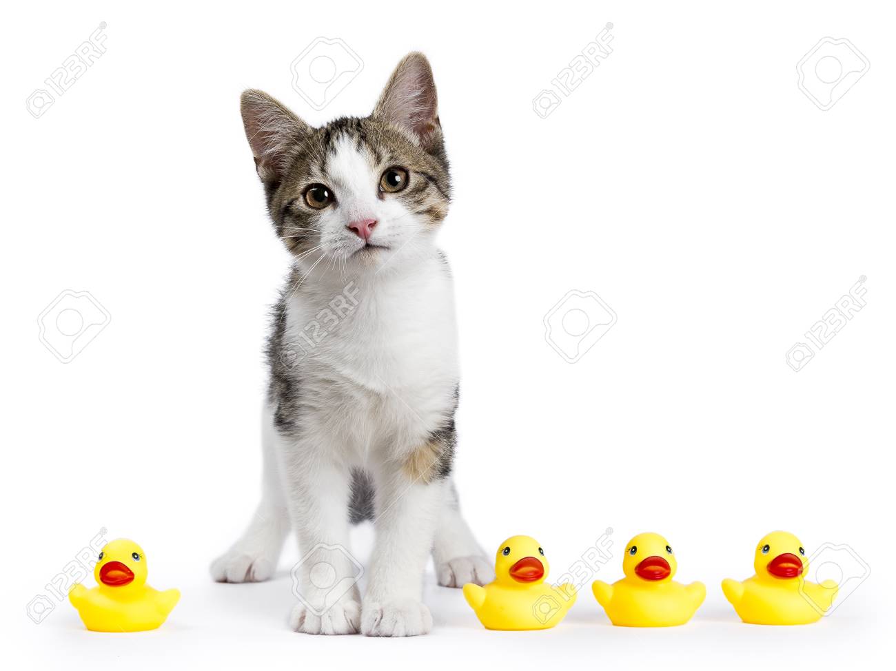 cat rubber duck