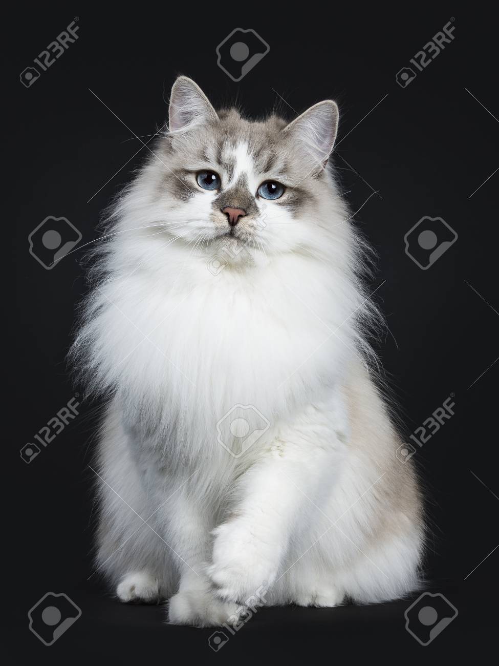 topical antibiotics for dogs