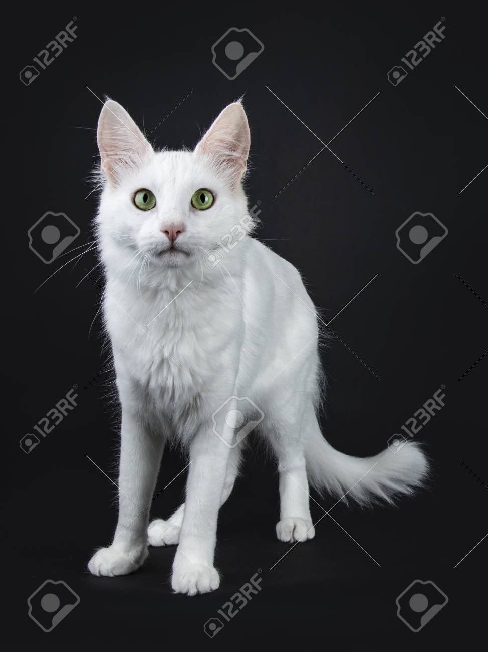 in case Catena hijack Solid White Turkish Angora Cat With Green Eyes Standing Looking At Camera Stock Photo, Picture And Royalty Free Image. Image 101118059. in case Catena hijack Solid White Turkish Angora Cat With Green Eyes Standing Looking At Camera Stock Photo, Picture And Royalty Free Image. Image 101118059.