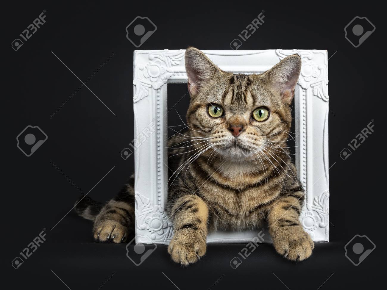 Brown And Black Tabby American Shorthair Cat Lying On A White