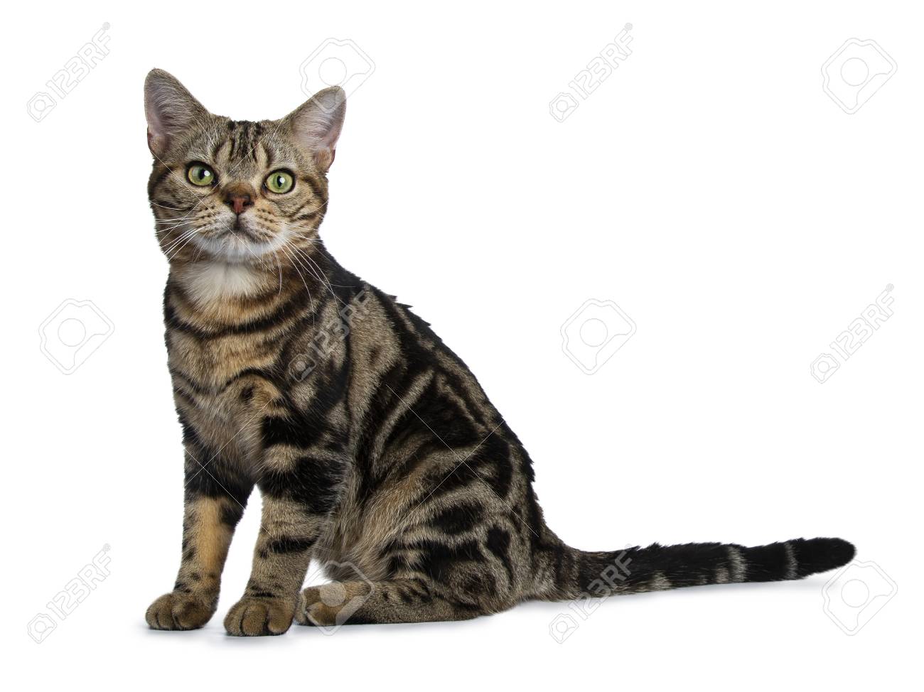 Brown And Black Tabby American Shorthair Cat Sitting On The Street