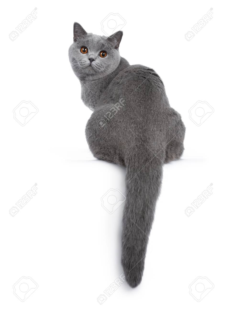 Sweet Young Adult British Blue British Shorthair Cat Sitting