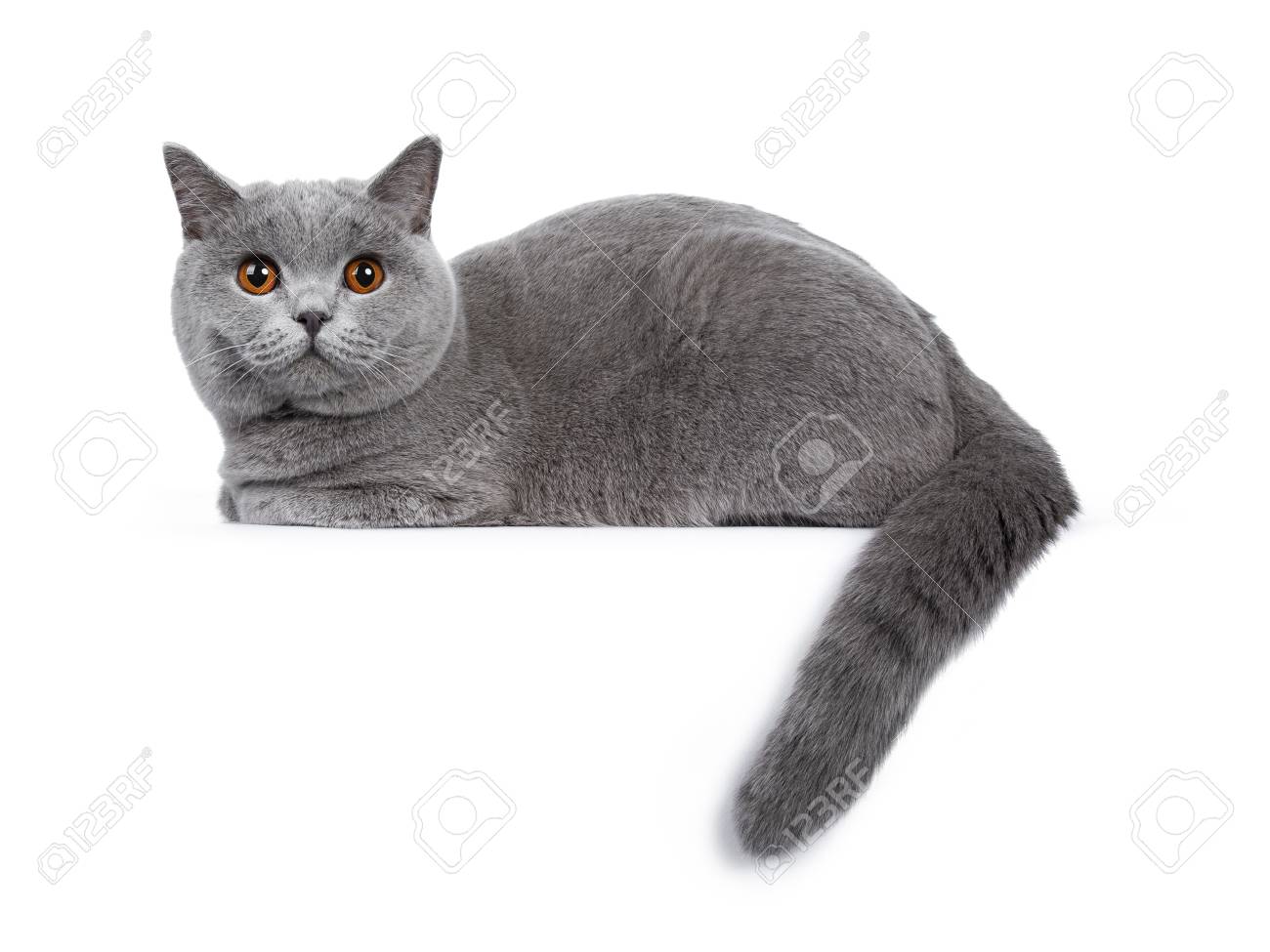 Sweet Young Adult British Shorthair Cat Kitten Laying Down Side