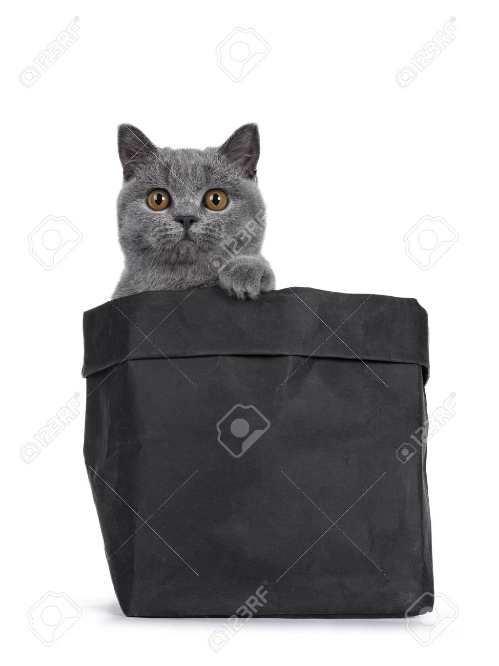 Handsome Young Solid Blue British Shorthair Cat Sitting In Black