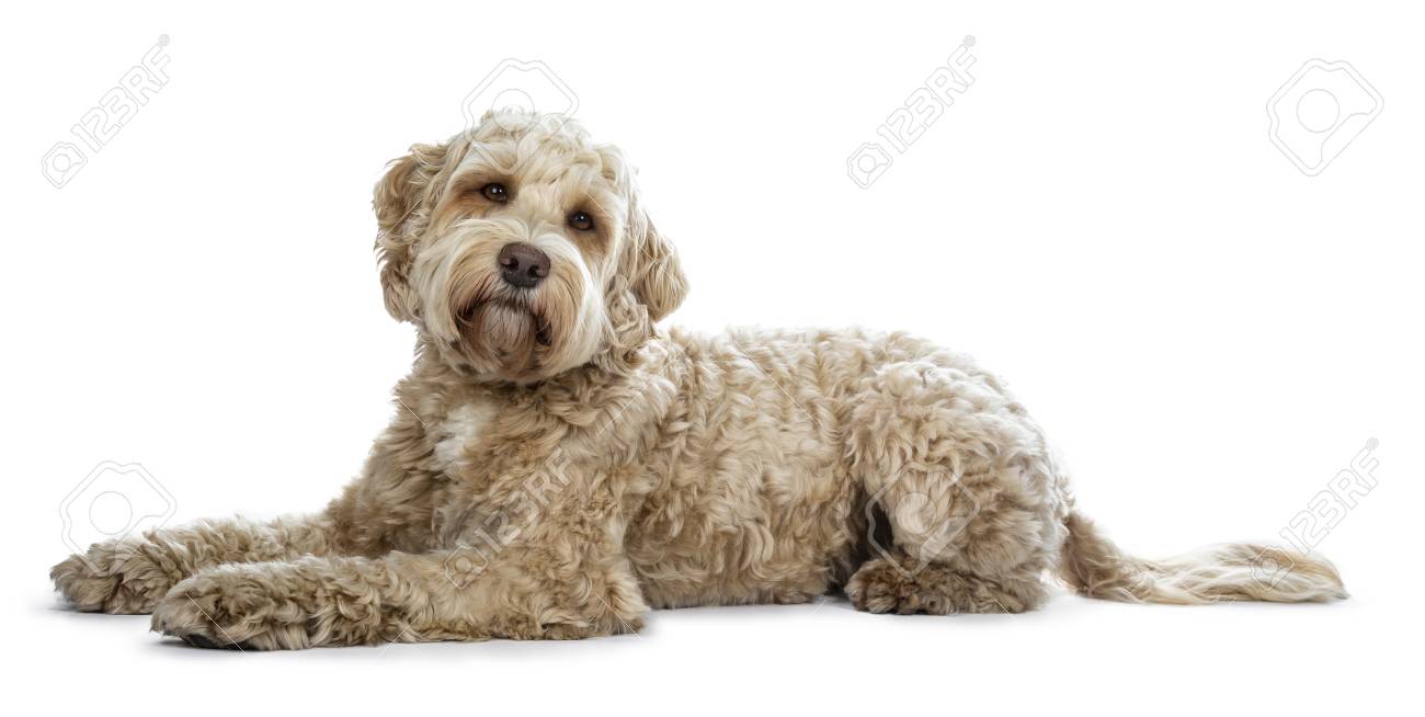 golden express labradoodle