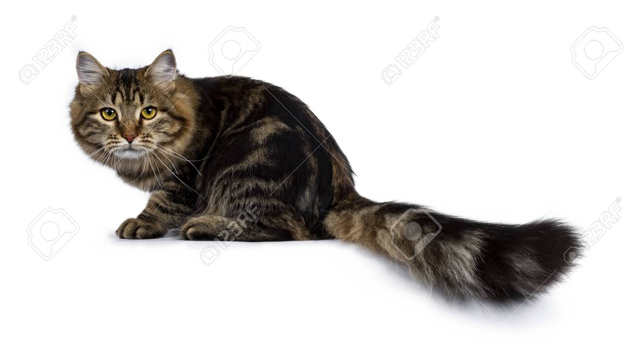 cat black tabby