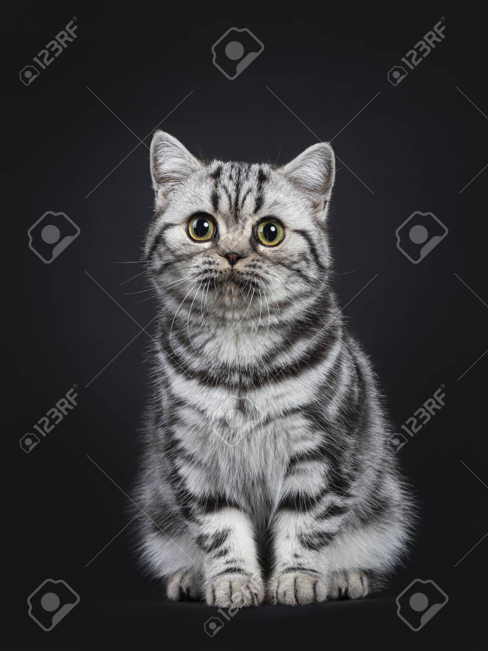 Cute Little Black Silver Blotched British Shorthair Cat Kitten