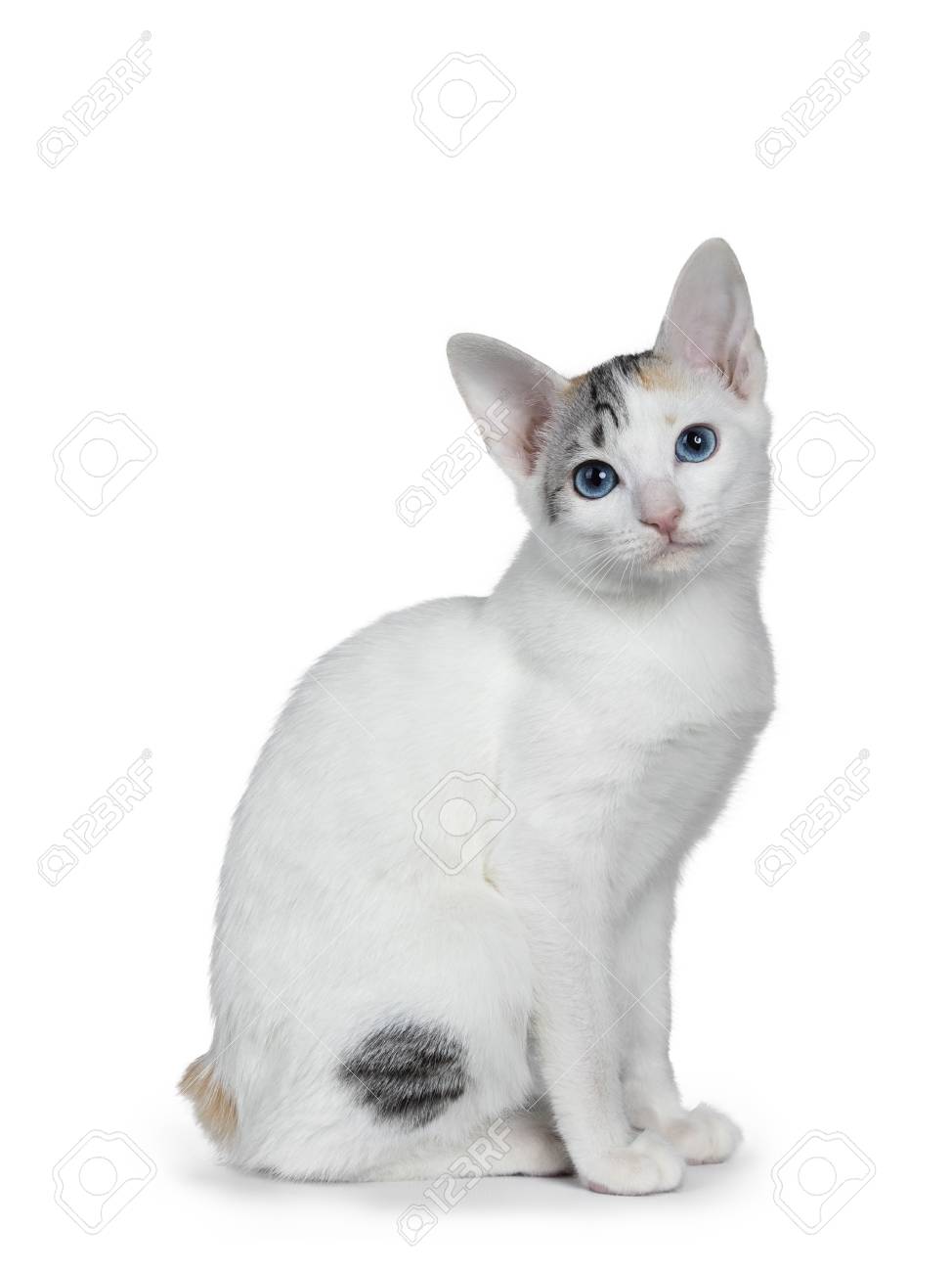 Cute Silver Patterned Shorthair Japanese Bobtail Cat Kitten