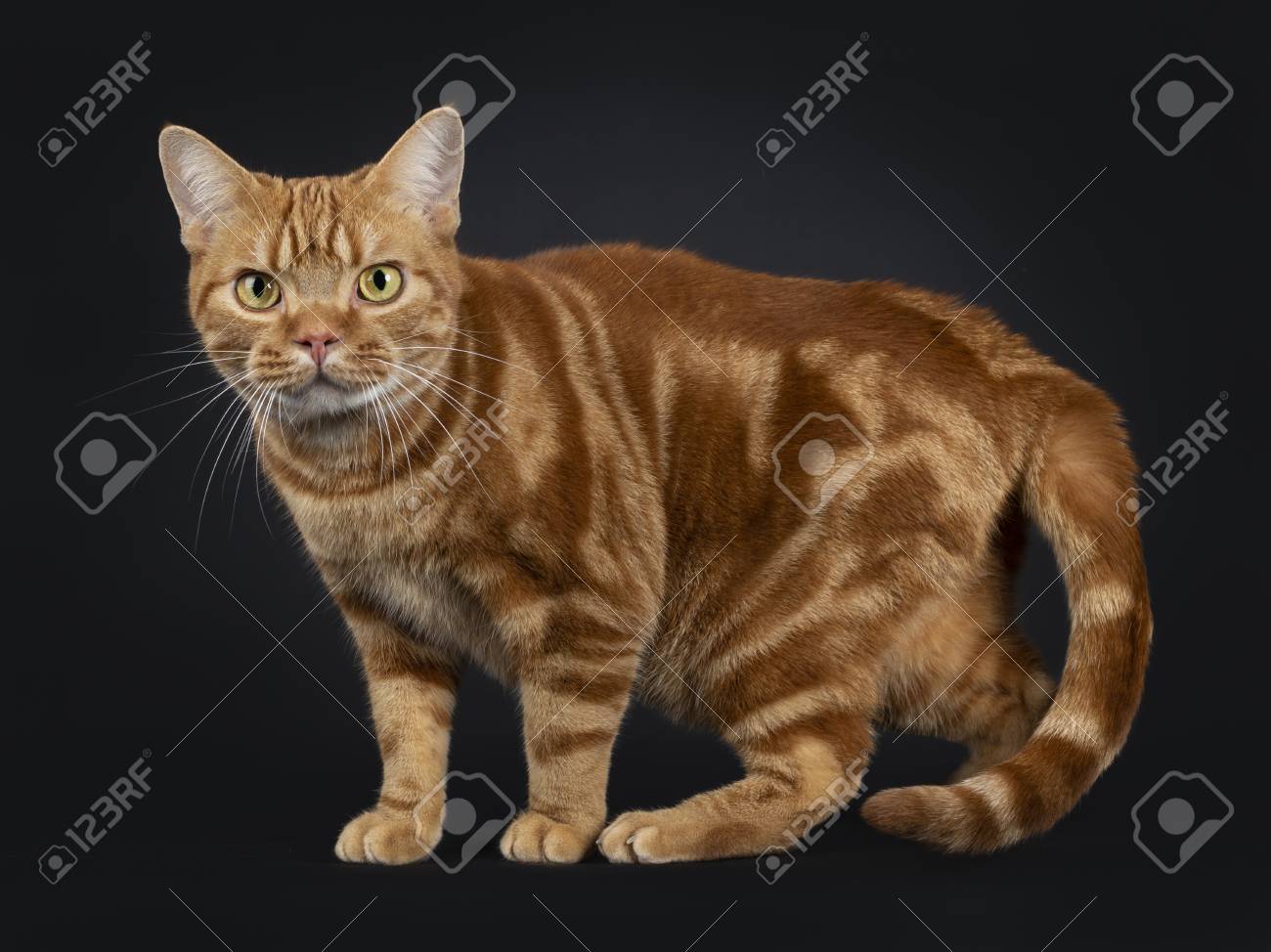 Adorable Young Adult Red Tabby American Shorthair Cat Standing