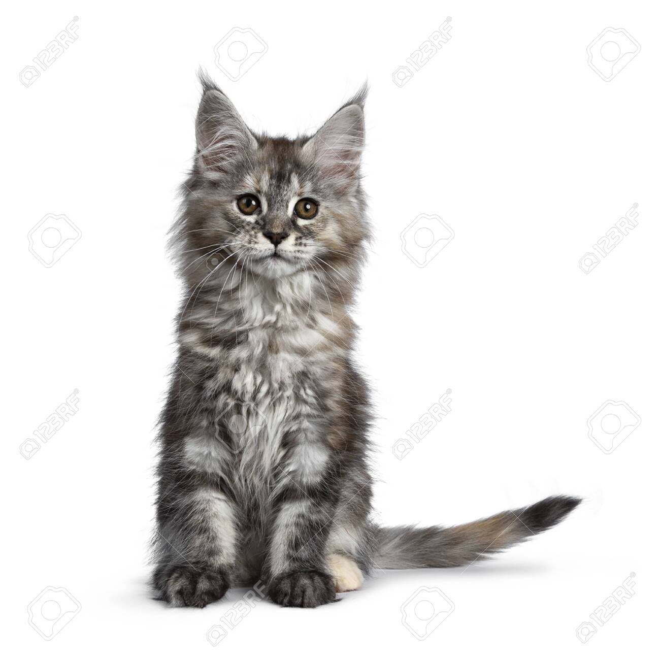 Gorgeous Cute Maine Coon Cat Kitten Sitting Up Looking At Camera With Brown Eyes Isolated On White Background Tail Beside Body Stock Photo Picture And Royalty Free Image Image 120032217