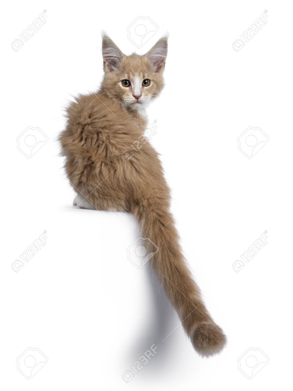 Bold Cute Creme With White Maine Coon Cat Kitten Sitting Backwards Stock Photo Picture And Royalty Free Image Image 120032324