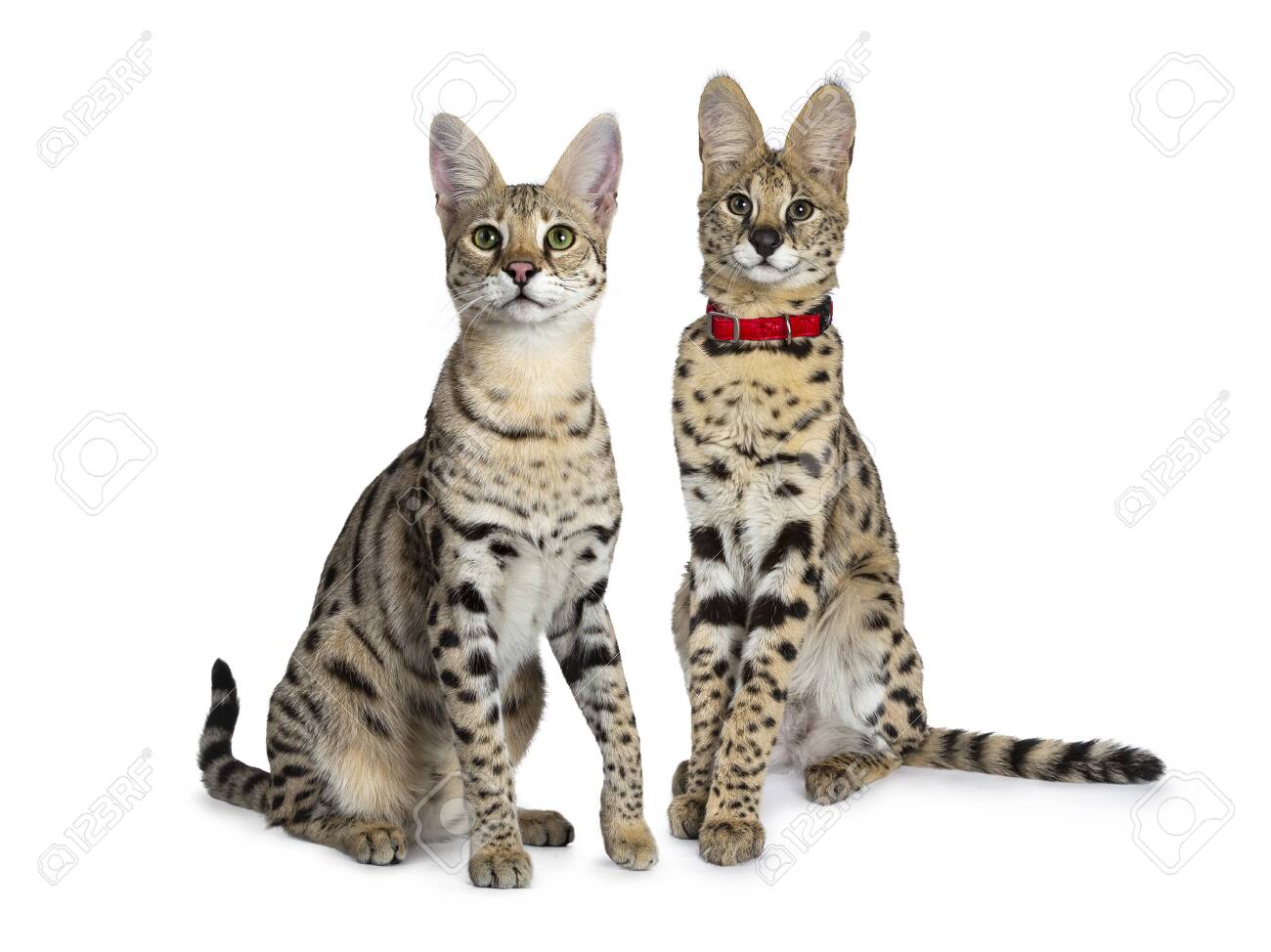 Cool Young Adult Savannah Cat And Serval Kitten, Sitting Half Side Ways  Facing Front. Looking Beside Camera With Green Eyes. Isolated On White  Background. Фотография, картинки, изображения и сток-фотография без роялти.  Image