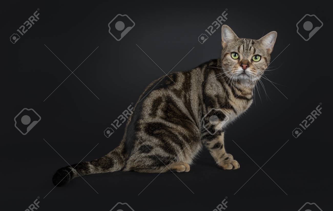 Handsome Young Brown Tabby American Shorthair Cat Sitting Side