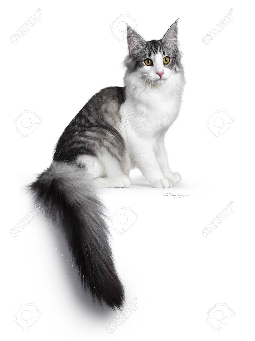 Cute Black Silver Bicolor Spotted Tabby Norwegian Forest Cat