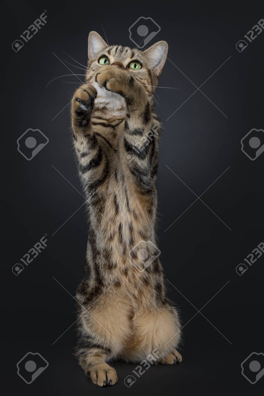 Cute And Excellent Brown Tabby American Shorthair Cat Sitting