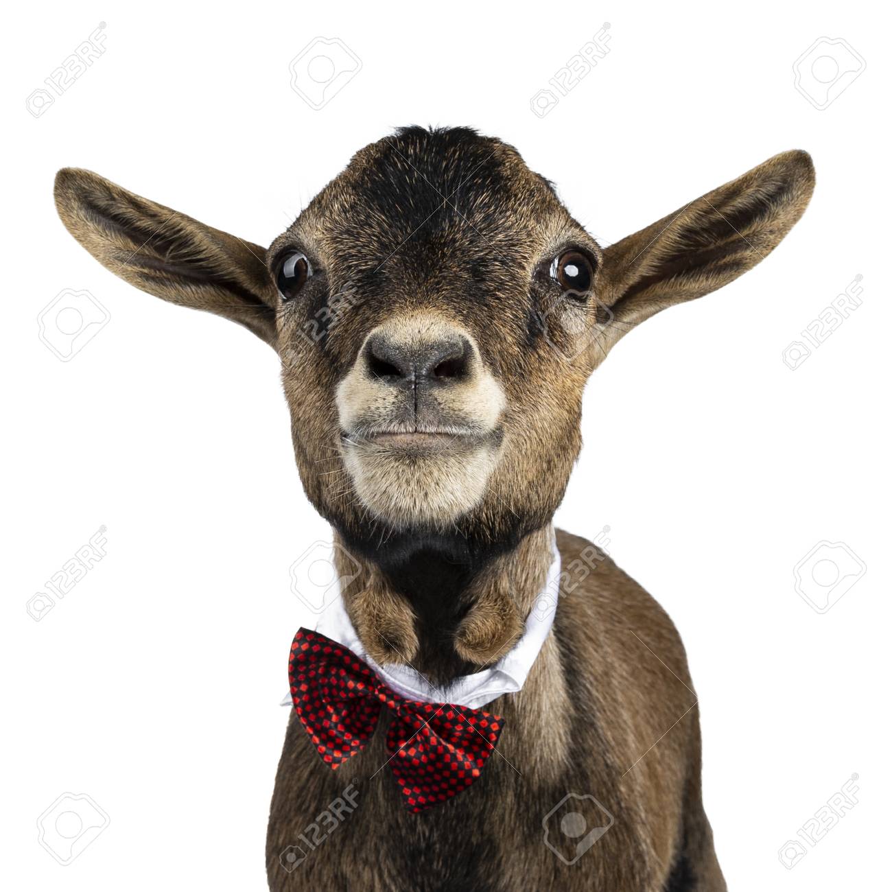 Head shot of funny brown pygmy goat wearing a white collar and red / black checkered bow tie. Looking straight at camera. Isolated on white background. - 121765972 Head shot of funny brown pygmy goat wearing a white collar and red / black checkered bow tie. Looking straight at camera. Isolated on white background. - 121765972