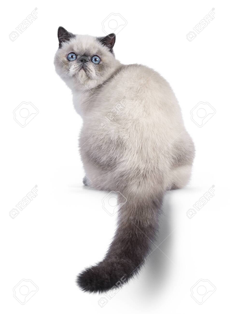 Cute Blue Tortie Point Exotic Shorthair Kitten Sitting Backwards