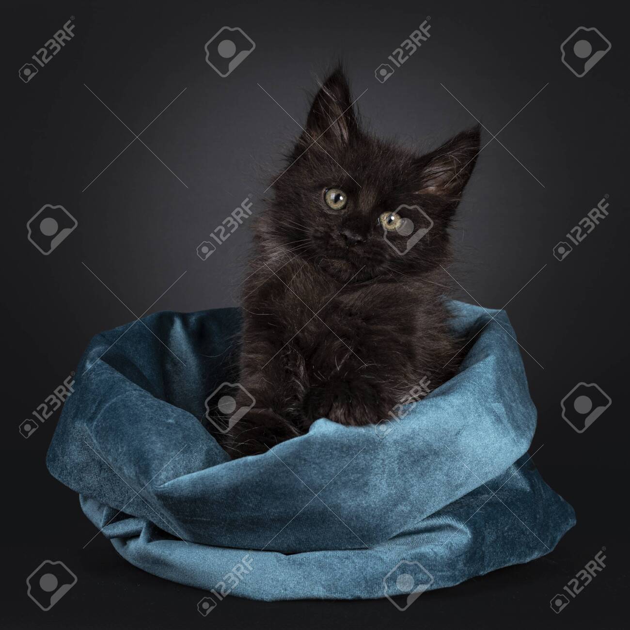 main coon blue solid