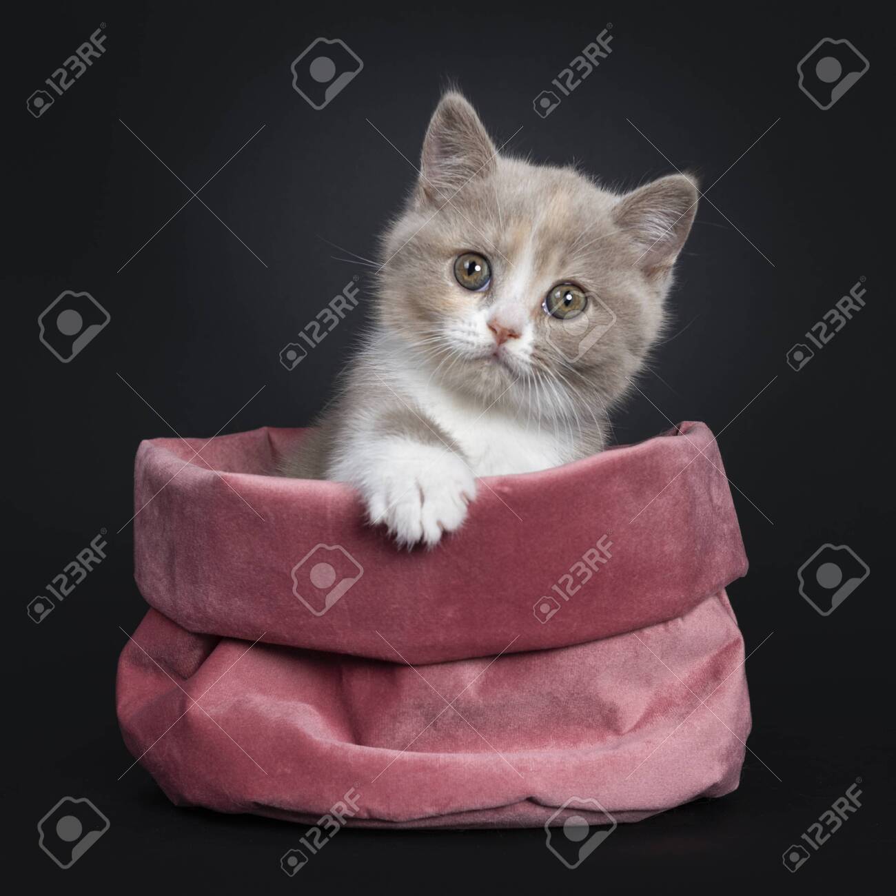 Sweet Creme Lilac With White British Shorthair Cat Kitten Sitting