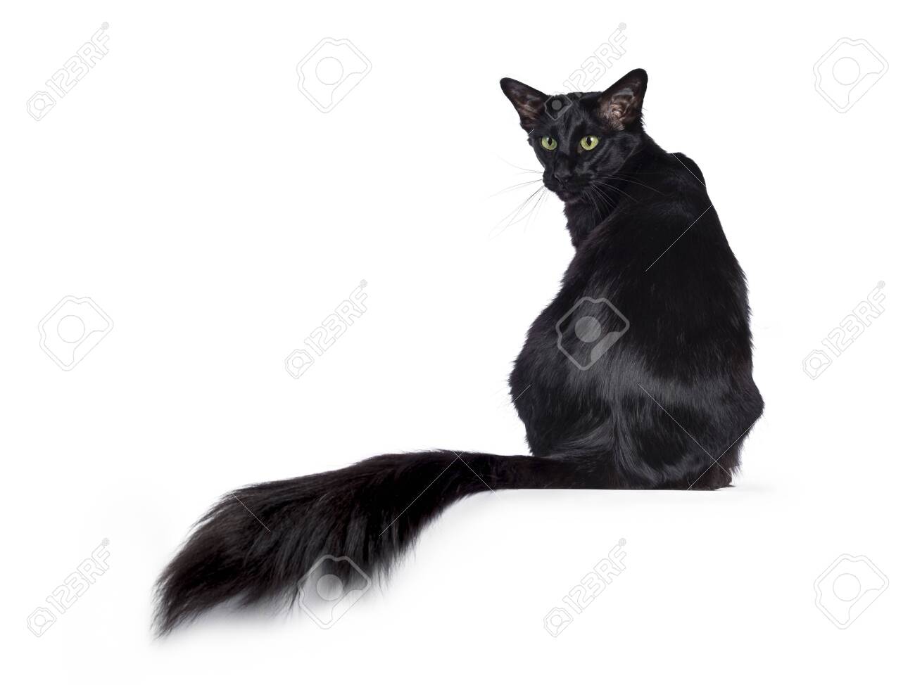 oriental longhair