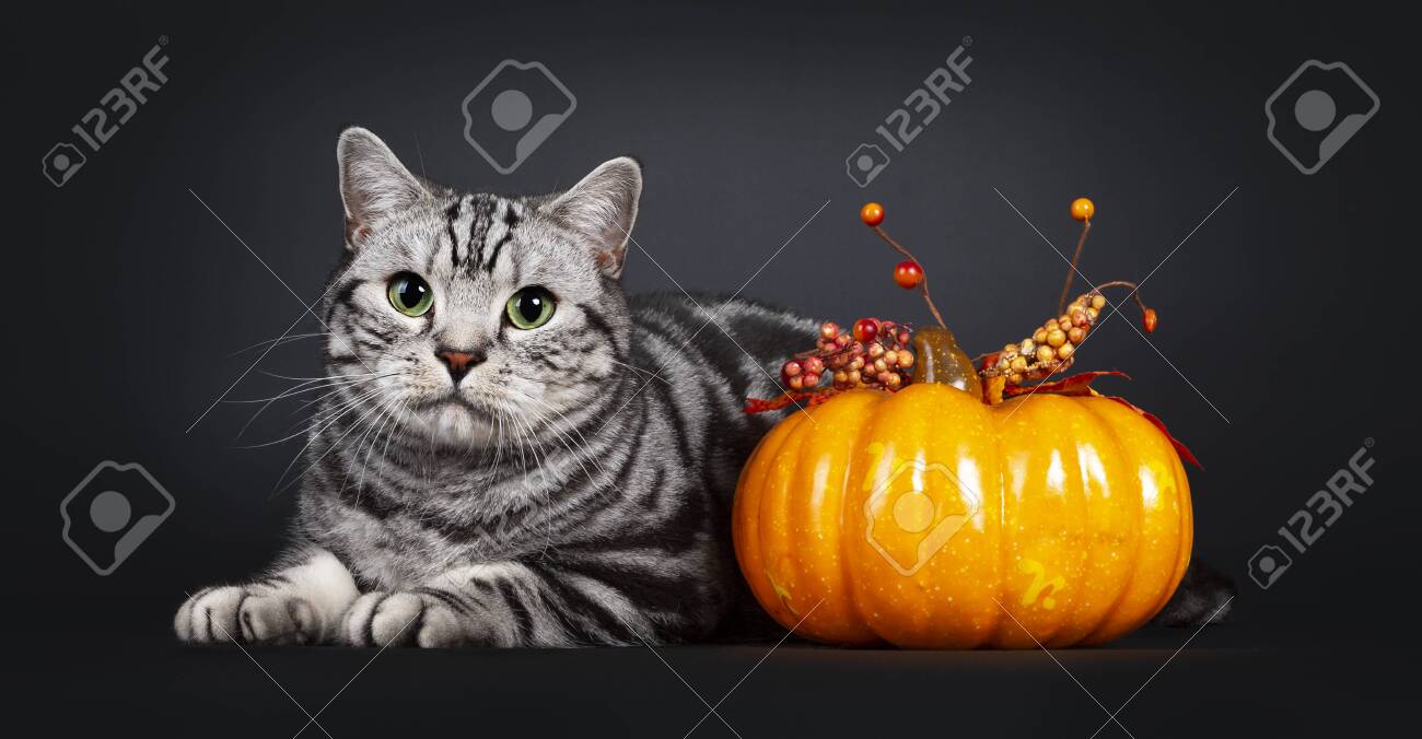 Handsome Silver Tabby British Shorthair Cat Laying Down Side