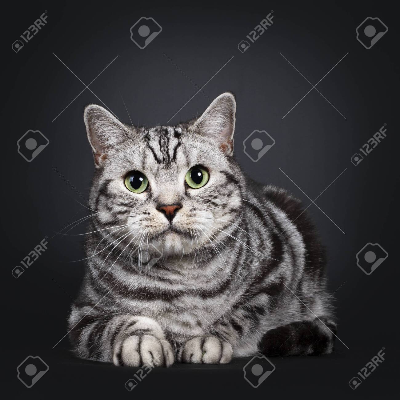 Handsome Silver Tabby British Shorthair Cat Laying Down Facing