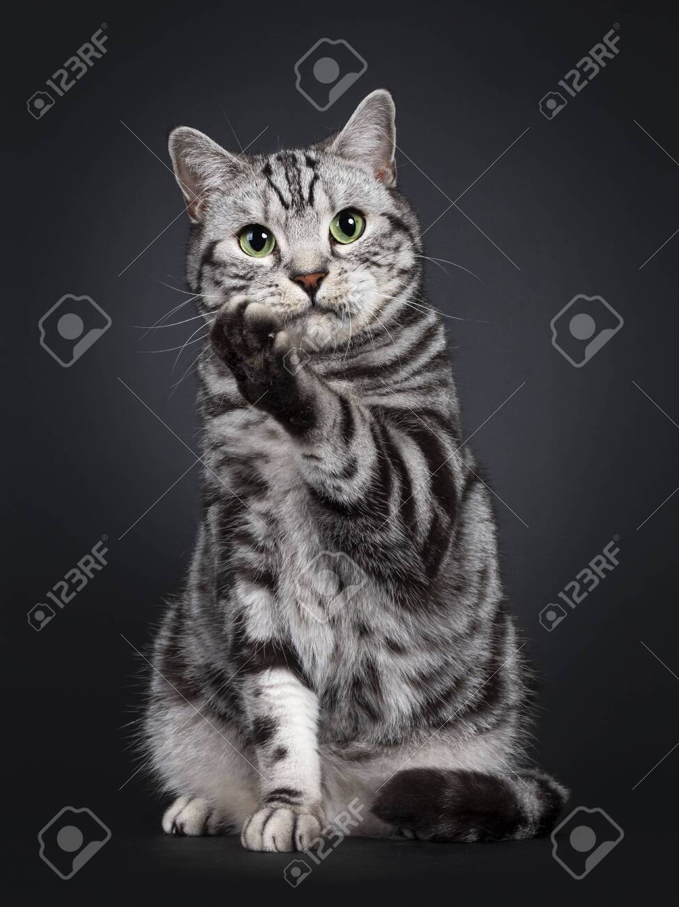 Handsome Silver Tabby British Shorthair Cat Sitting Up Facing