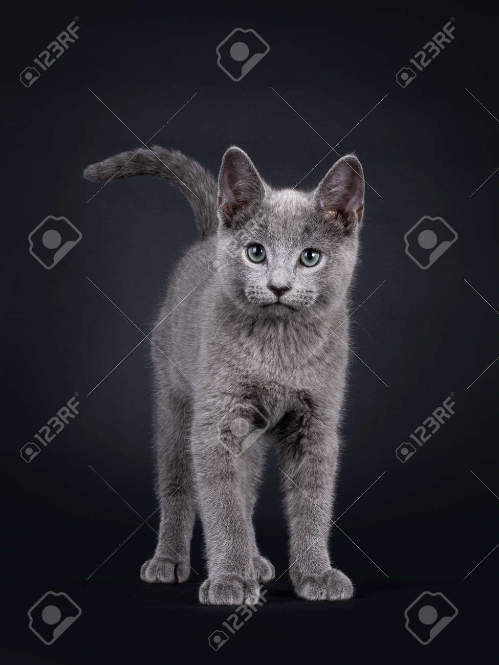 훌륭한 러시안 블루 고양이 새끼 고양이가 정면을 향하고 서 있습니다. 공중에서 맹렬한 꼬리. 녹색 눈으로 카메라를 찾고 있습니다.  검정색 배경에 고립. 로열티 무료 사진, 그림, 이미지 그리고 스톡포토그래피. Image 188733333