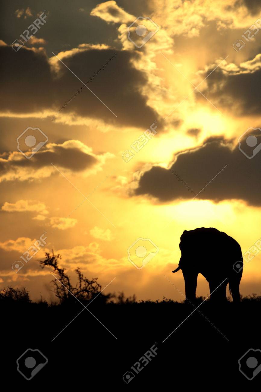 Un Beau Coucher De Soleil Africain Avec Un Troupeau Déléphants